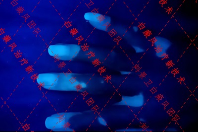 手白1.jpg